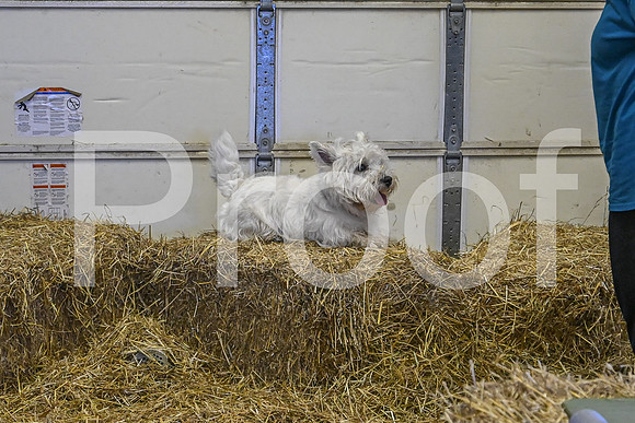 NBP_Barn hunt-118