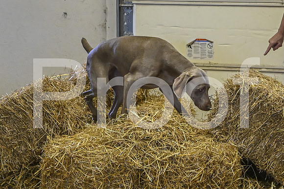 NBP_Barn hunt-436