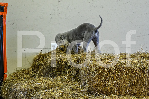 NBP_Barn hunt-51