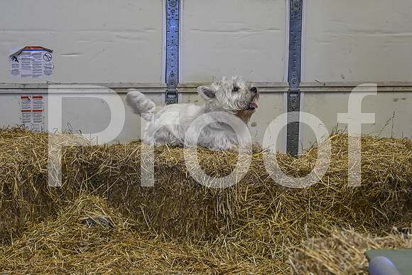 NBP_Barn hunt-119