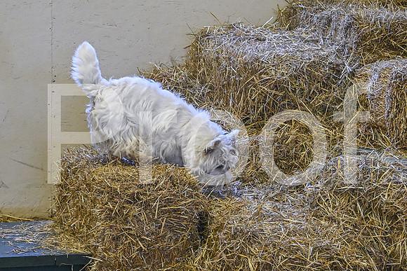 NBP_Barn hunt-170