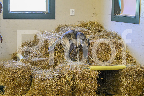 NBP_Barn hunt-157