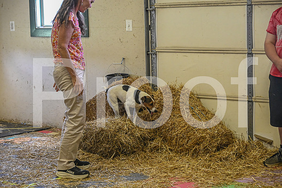 NBP_Barn hunt-365