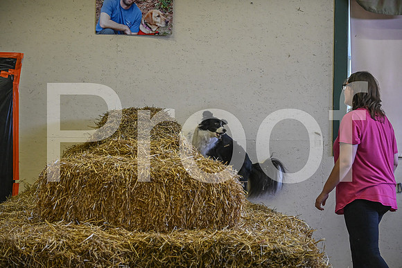 NBP_Barn hunt-350