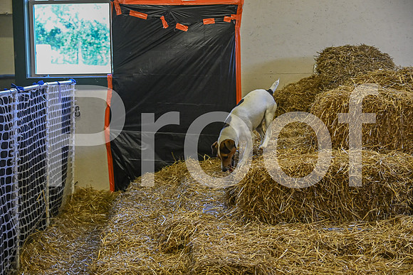 NBP_Barn hunt-369