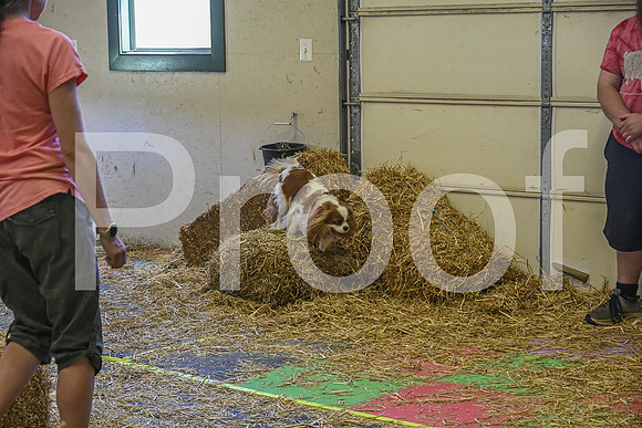 NBP_Barn hunt-392