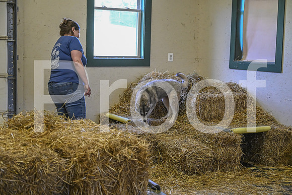 NBP_Barn hunt-221