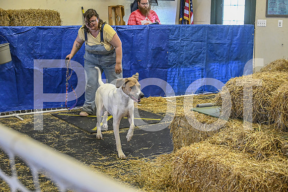 NBP_Barn hunt-229