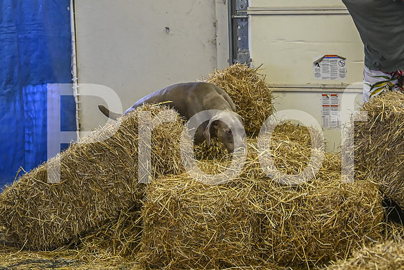 NBP_Barn hunt-433