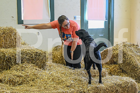 NBP_Barn hunt-42