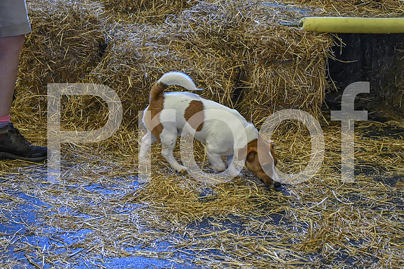 NBP_Barn hunt-165