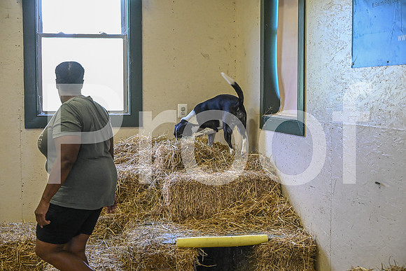 NBP_Barn hunt-207