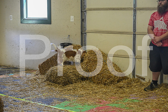 NBP_Barn hunt-390