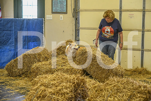 NBP_Barn hunt-422