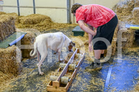 NBP_Barn hunt-45