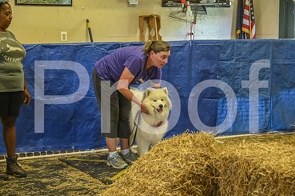 NBP_Barn hunt-265