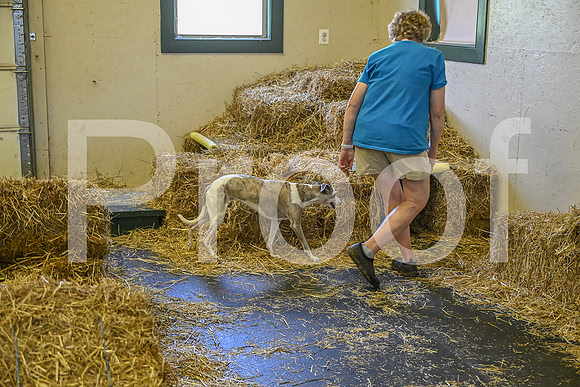 NBP_Barn hunt-251