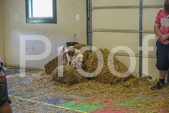 NBP_Barn hunt-391