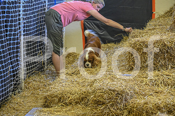 NBP_Barn hunt-343