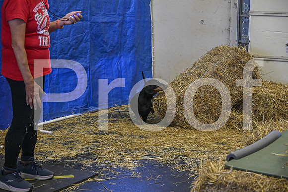 NBP_Barn hunt-182