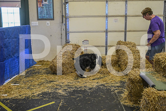 NBP_Barn hunt-213