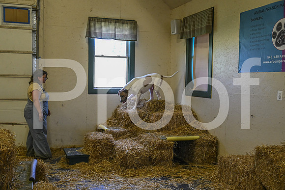 NBP_Barn hunt-234
