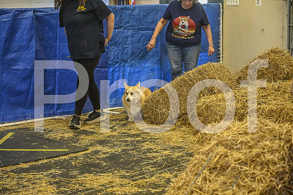 NBP_Barn hunt-408