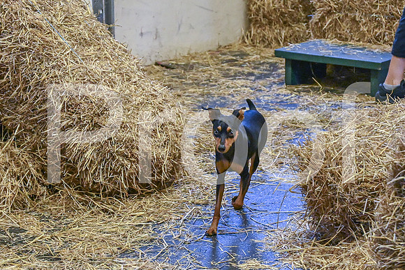 NBP_Barn hunt-141