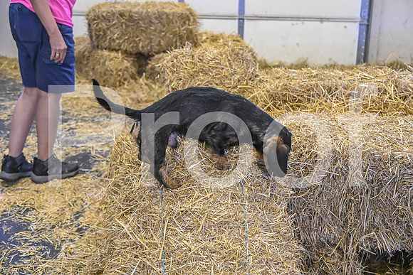 NBP_Barn hunt-263