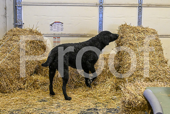 NBP_Barn hunt-173