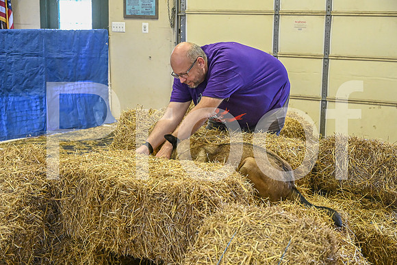 NBP_Barn hunt-309
