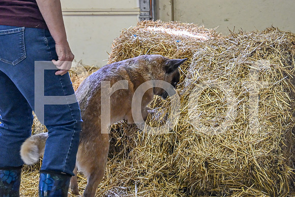 NBP_Barn hunt-123
