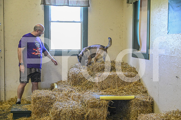 NBP_Barn hunt-307