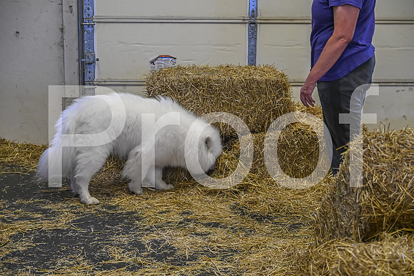 NBP_Barn hunt-274