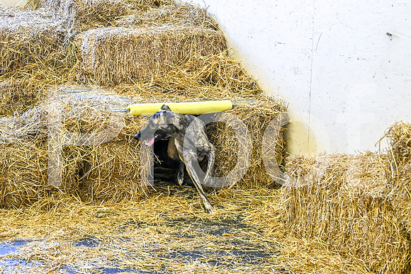 NBP_Barn hunt-159