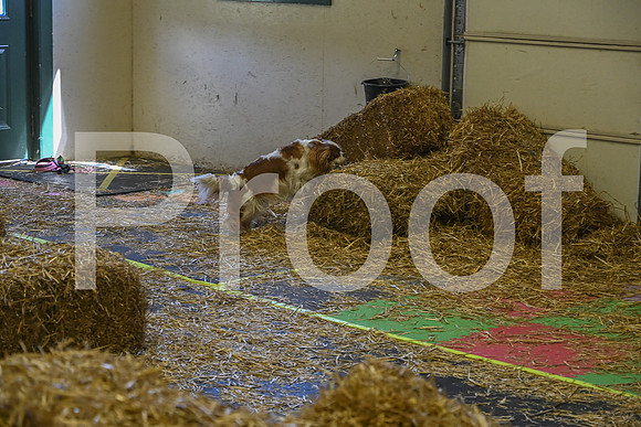 NBP_Barn hunt-389