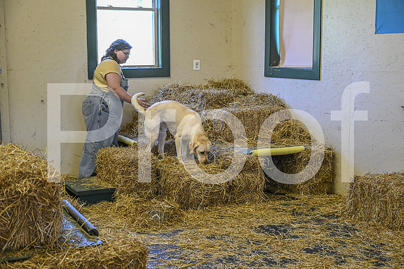 NBP_Barn hunt-195