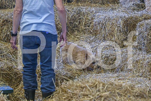 NBP_Barn hunt-453