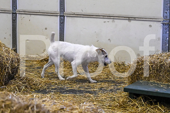 NBP_Barn hunt-475