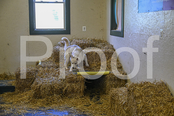 NBP_Barn hunt-312