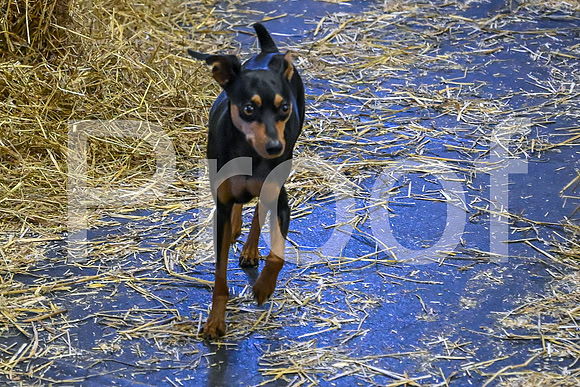 NBP_Barn hunt-96
