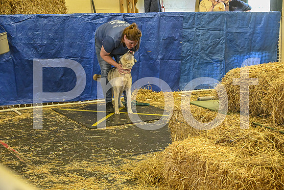 NBP_Barn hunt-217
