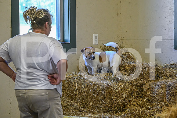 NBP_Barn hunt-83