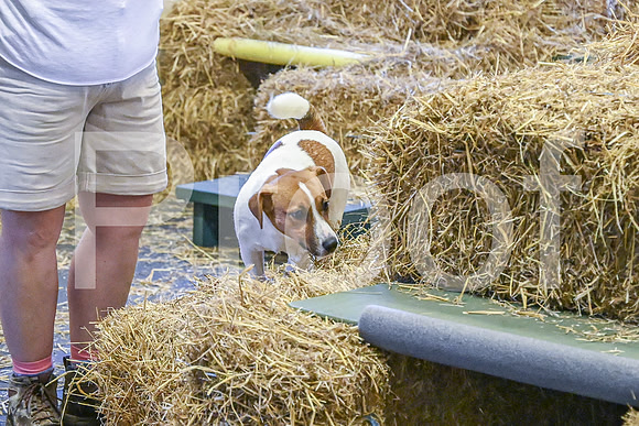 NBP_Barn hunt-79