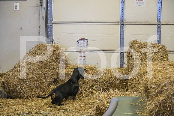 NBP_Barn hunt-181