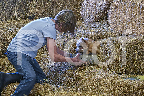 NBP_Barn hunt-455