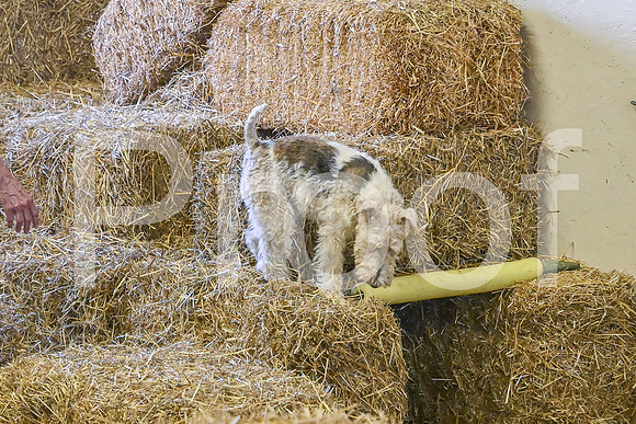 NBP_Barn hunt-488