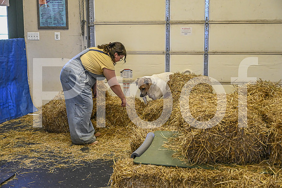 NBP_Barn hunt-237