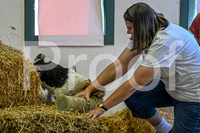 NBP_Barn hunt-8