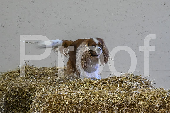 NBP_Barn hunt-37